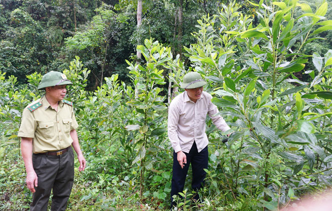 Cần-thiết-triển-khai-đồng-bộ-các-giải-pháp-khác-như-phục-hồi-hệ-sinh-thái-tự-nhiên-để-thúc-đẩy-kinh-tế-tuần-hoàn.