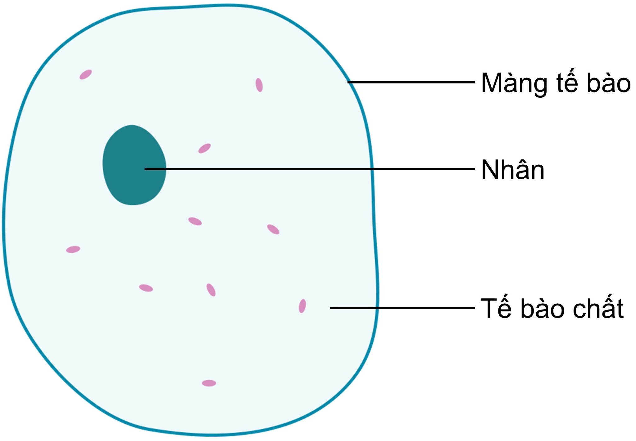 Cấu tạo của tế bào trong đó tế bào chất chiếm diện tích lớn nhất và chứa 80% là nước.