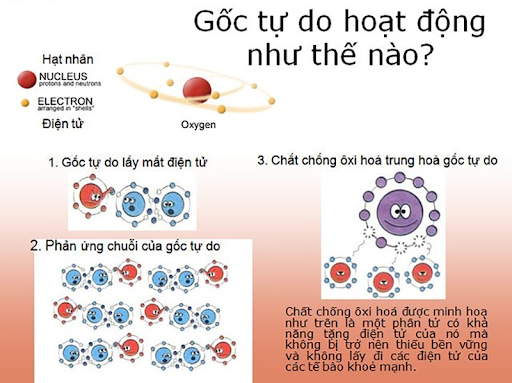 Cách hoạt động của gốc tự do.