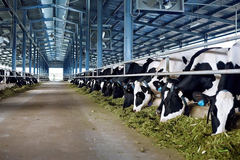Tập đoàn TH chọn An Giang làm điểm khởi công khu chăn nuôi bò sữa công nghệ cao