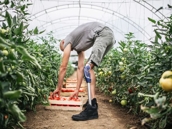 Nông nghiệp tái sinh tạo ra môi trường làm việc an toàn cho người nông dân khuyết tật.