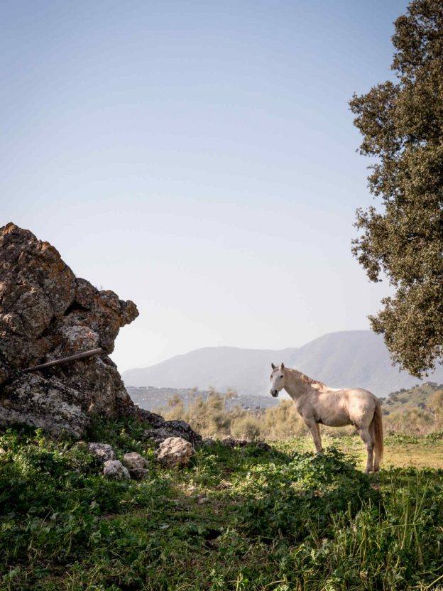 Du khách có thể cưỡi ngựa Lusitanos thuần chủng trên khắp Finca La Donaira. Ảnh: Anna-Maria Indra.