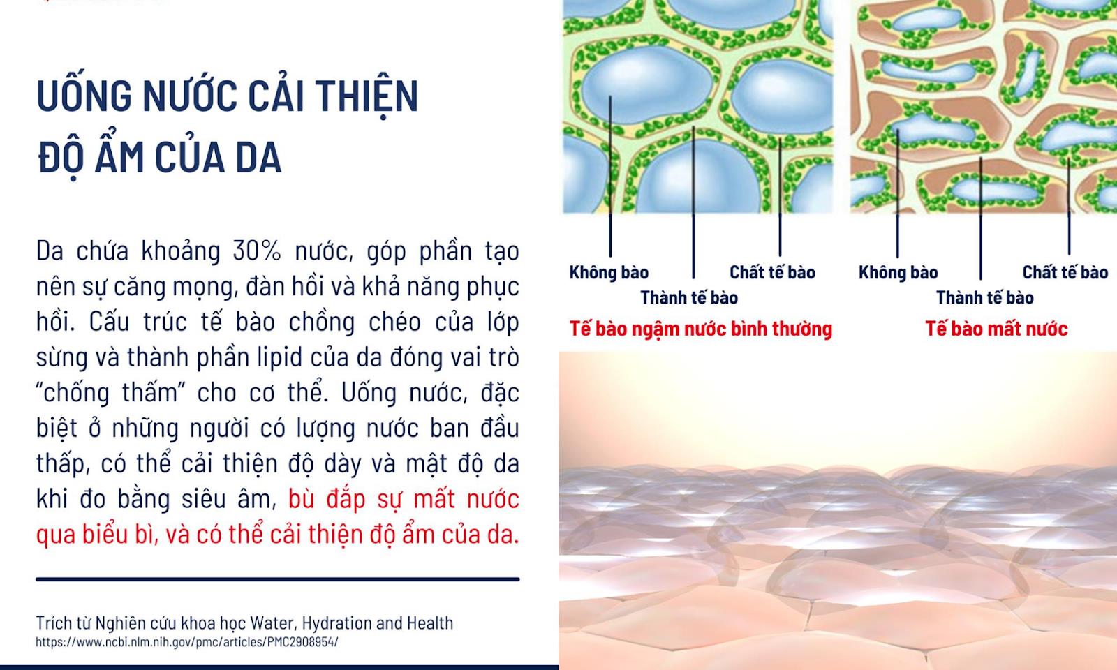 Da chứa khoảng 30% nước, góp phần tạo nên sự căng mọng, đàn hồi và khả năng phục hồi.