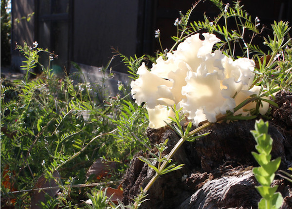 Loại nấm súp lơ cauliflower mushroom được sử dụng rộng rãi ở Nhật Bản không chỉ vì vị ngon của nó mà còn do khả năng điều trị nhiều loại bệnh (Ảnh: Internet).