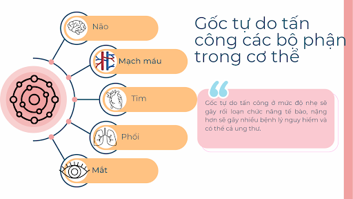 Tác động nguy hiểm của gốc tự do lên cơ thể người.