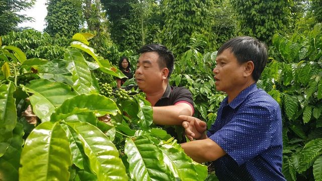 Chương trình NESCAFÉ Plan tại Việt Nam đã mang đến những tác động tích cực đến sự phát triển bền vững của ngành cà phê.