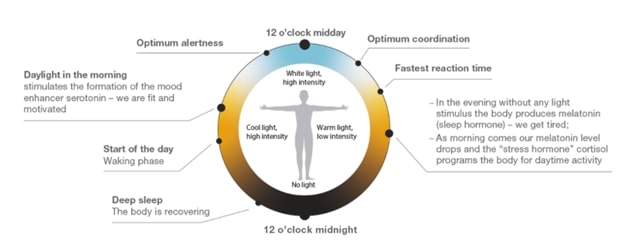 Chu kỳ 24 giờ của cơ thể (Nguồn: Lighting Europe). Chu kỳ 24 giờ của cơ thể (Nguồn: Lighting Europe).