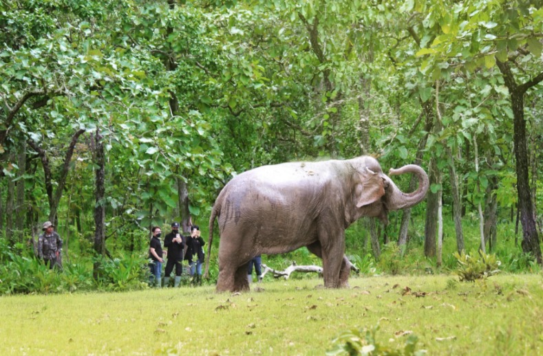 Team Cocoon trải nghiệm du lịch thân thiện với voi tại Vườn Quốc Gia Yok Don. Không cưỡi voi, ngắm voi từ xa.