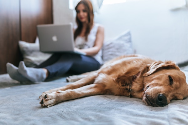 Ngành công nghệ thú cưng ngày càng phát triển nhờ nhu cầu nuôi thú cưng ngày một tăng lên (Ảnh: Unsplash). Ngành công nghệ thú cưng ngày càng phát triển nhờ nhu cầu nuôi thú cưng ngày một tăng lên (Ảnh: Unsplash).