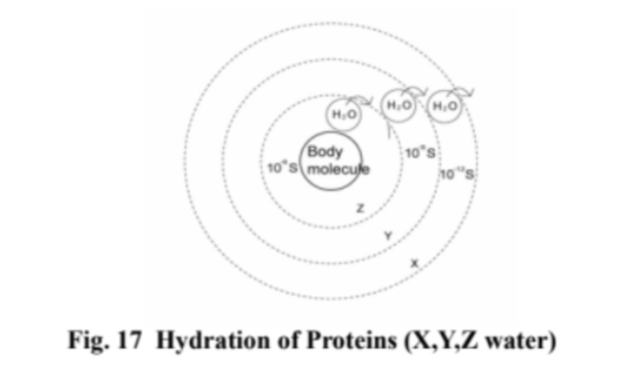 3 lớp nước X,Y,Z trong tế bào.