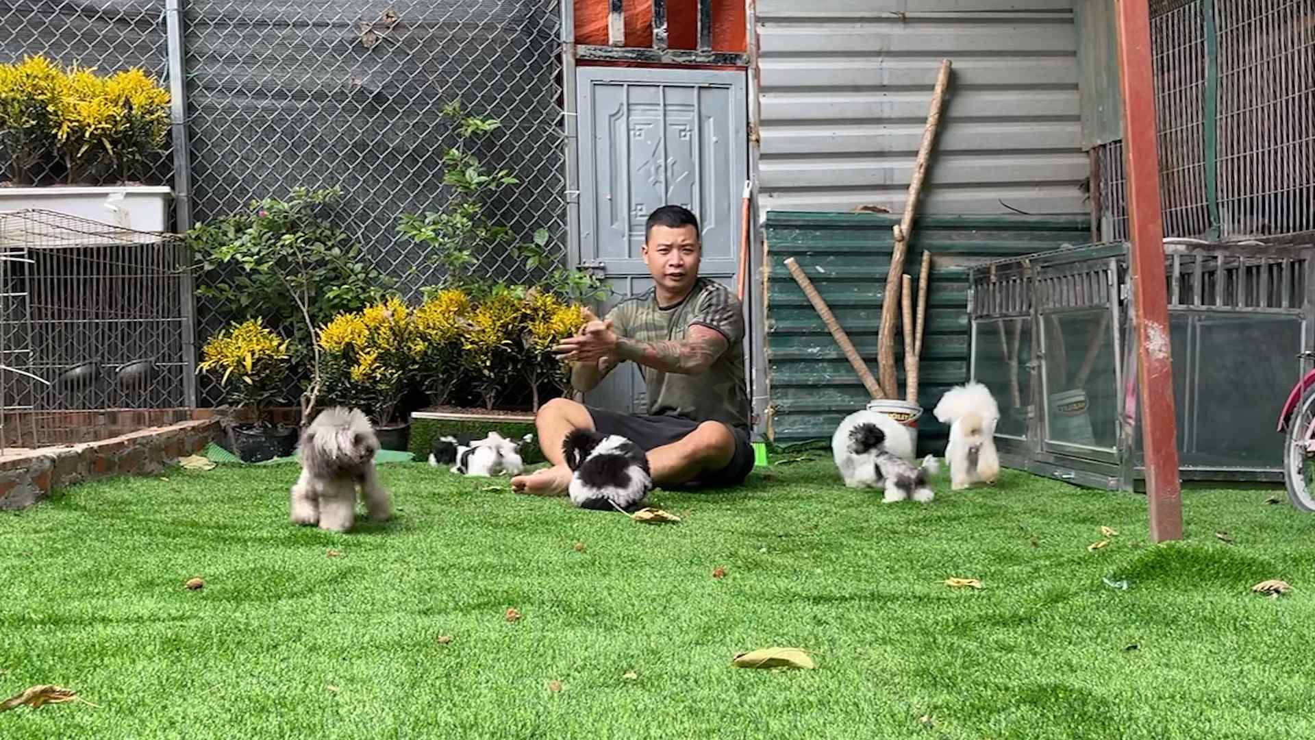 Anh Trần Tùng Lâm bên đàn chó Poodle hàng tỉ đồng của mình ở Hà Nội.