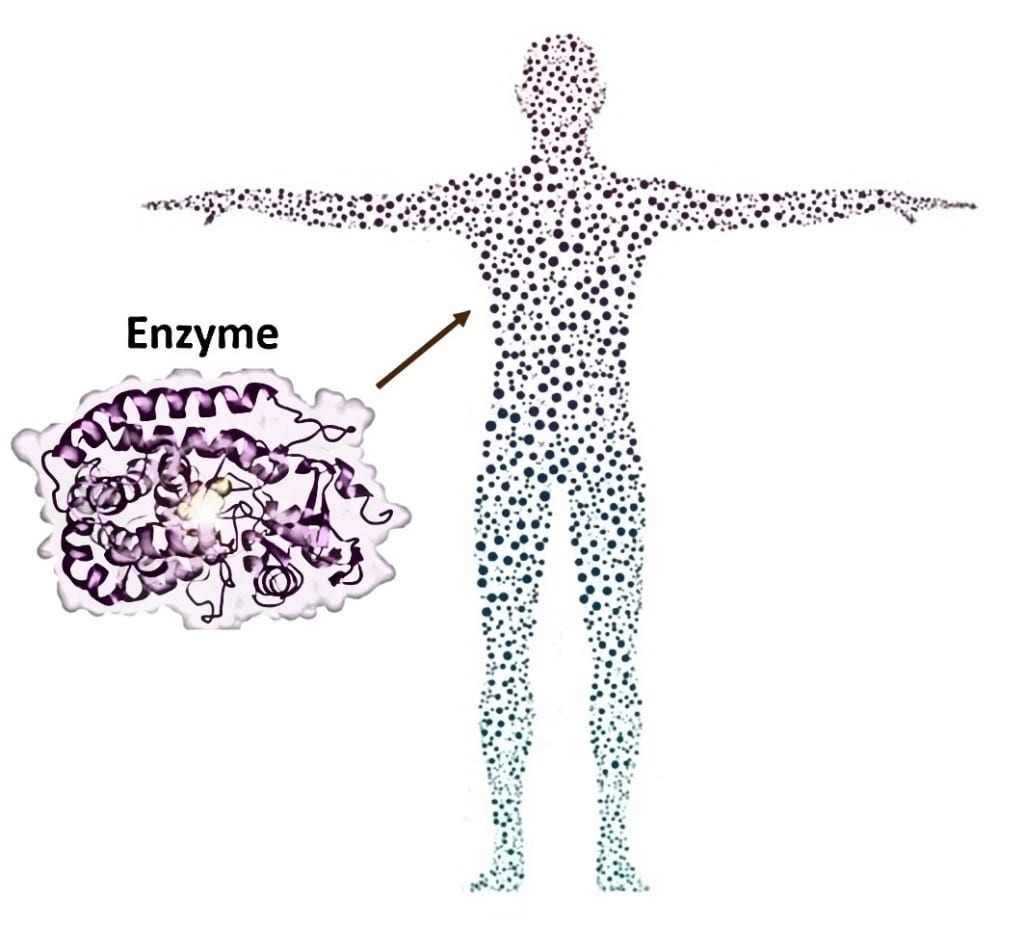 Enzyme là thành phần tăng cường chuyển hóa ở cơ thể người.