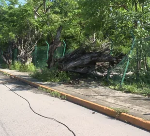 Árbol caído sobre la acera en el Estero El Salado