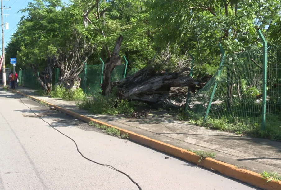 Árbol caído sobre la acera en el Estero El Salado