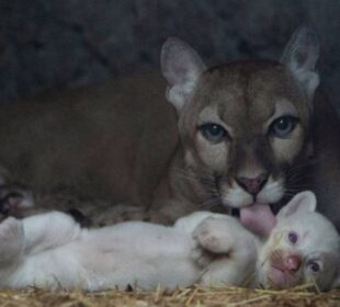 Puma albino