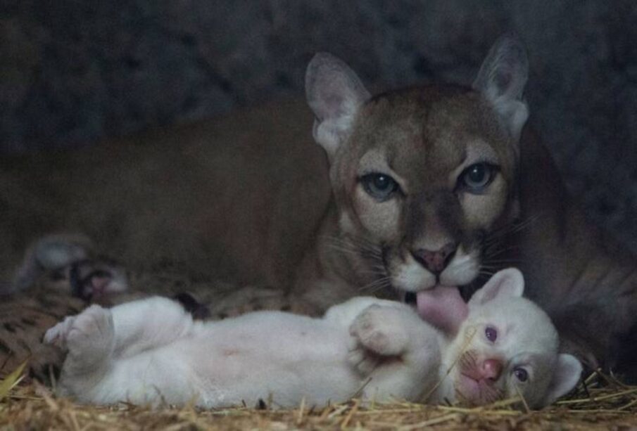 Puma albino