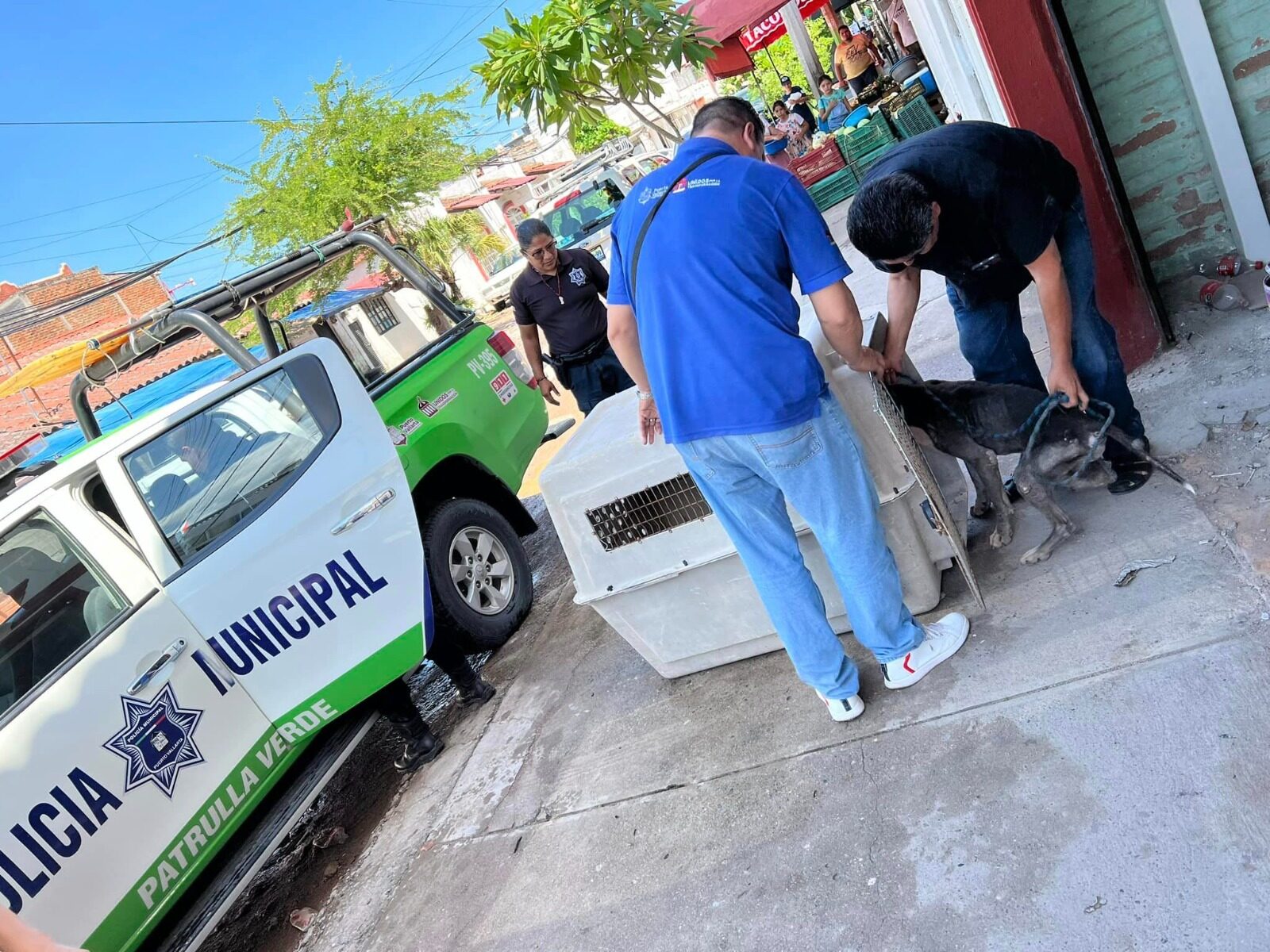 Personal del Centro de Control Animal rescatando a perro en la colonia López Mateos.