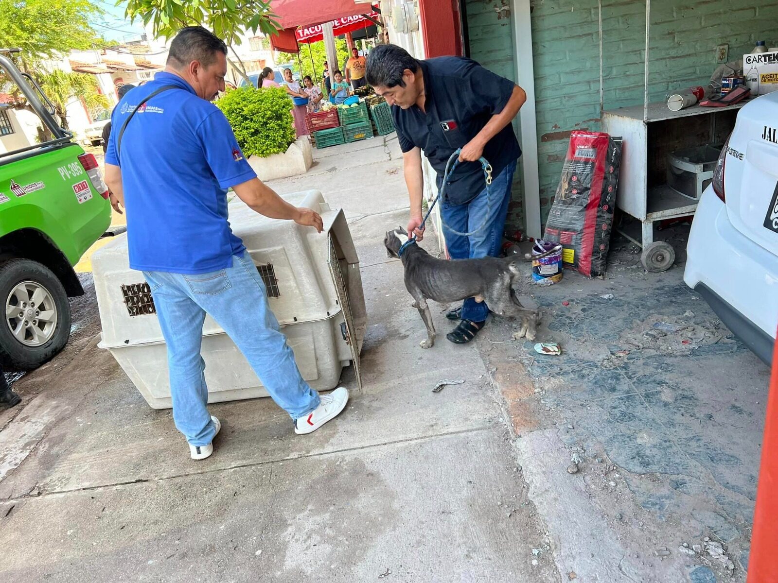 Perro rescatado en la la colonia López Mateos.