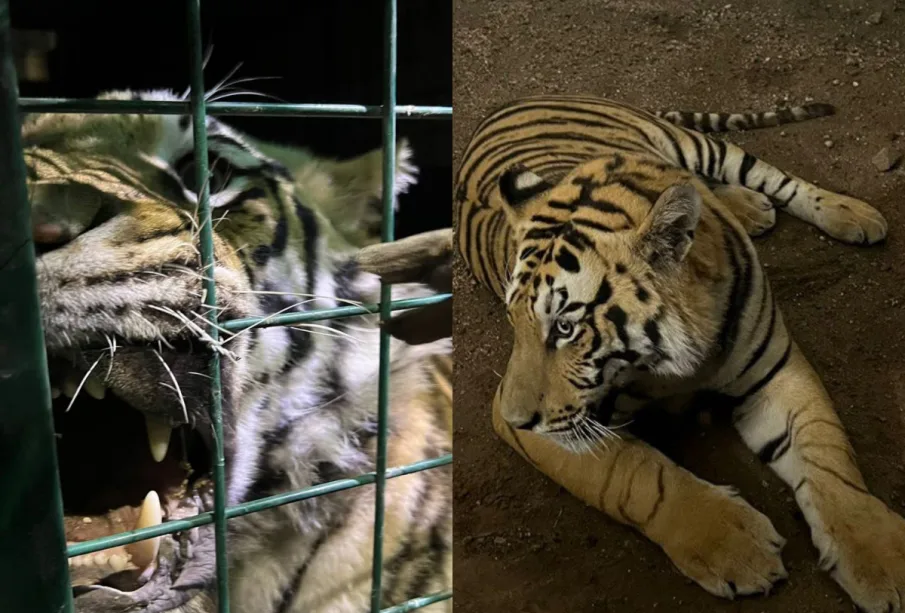 Tigre de Bengala escapa.