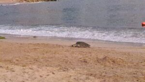 Tortuga