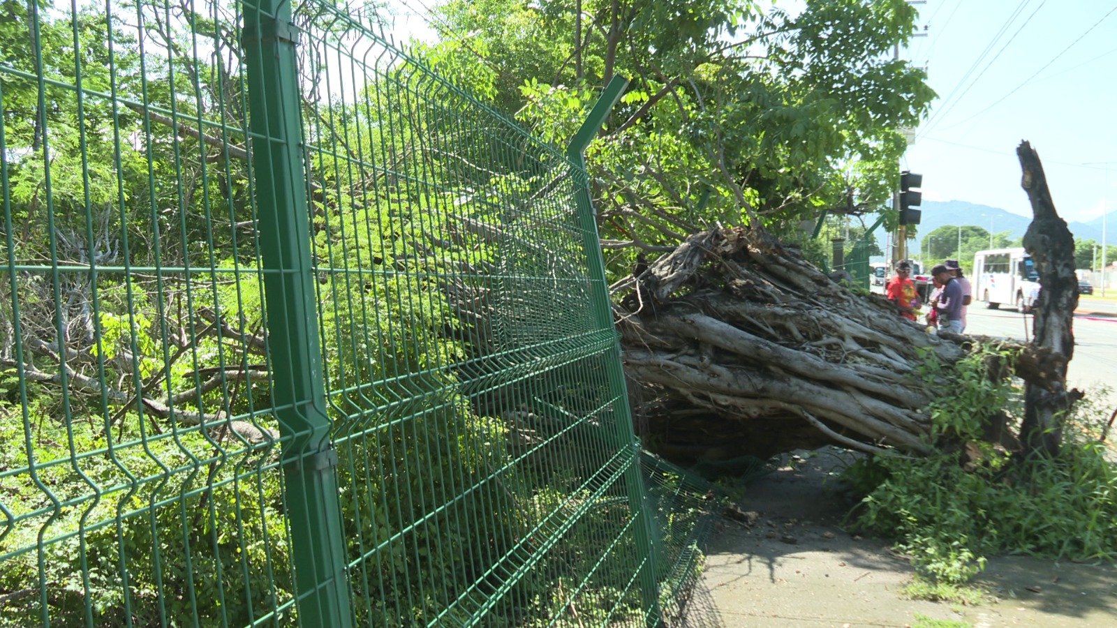 Árbol caído en el Estero El Salado