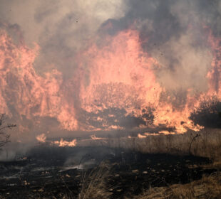 Incendio forestal en Grecia chica