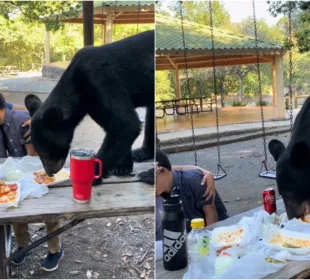 Oso sorprende a familia.