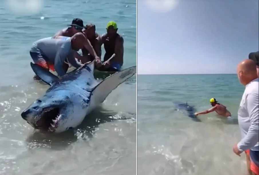 Rescate de tiburon varado