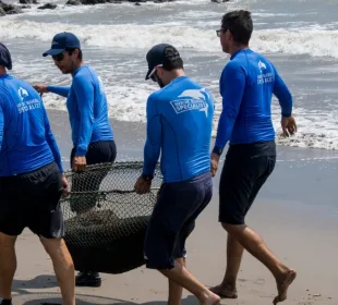 El lobo marido fue visto en la playa Boca Negra