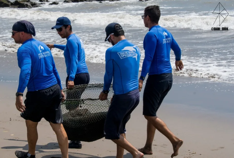 El lobo marido fue visto en la playa Boca Negra