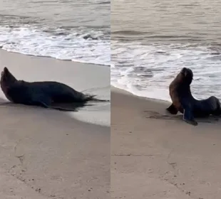 Lobo marino en playa Boca Negra