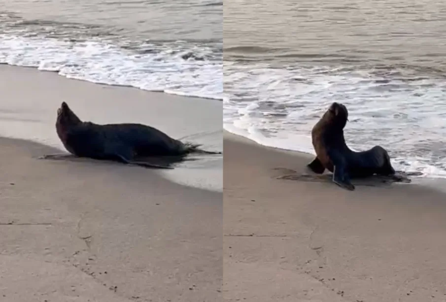 Lobo marino en playa Boca Negra