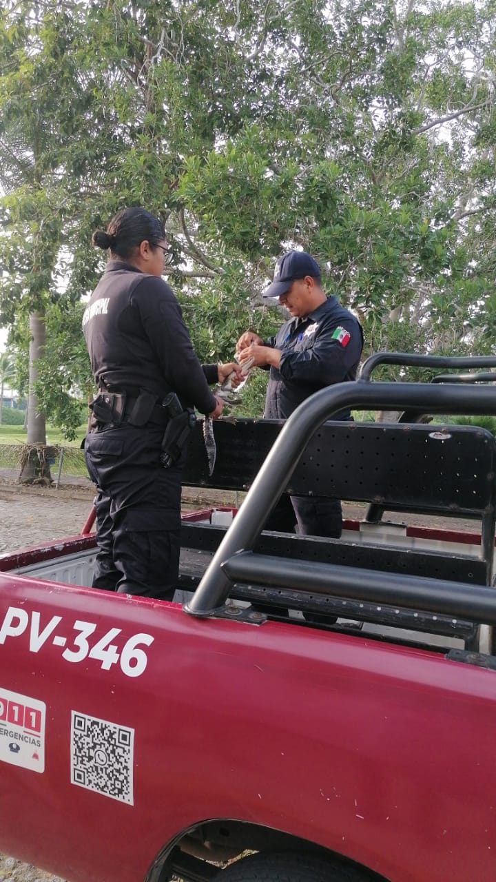 Policias rescatando cria de cocodrilo