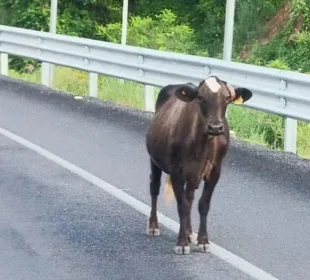 Carretera federal.