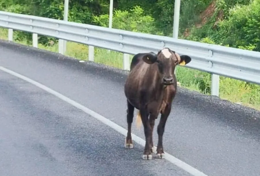 Carretera federal.