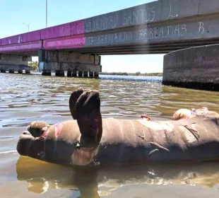 Delfín muerto en aguas de Amazonía