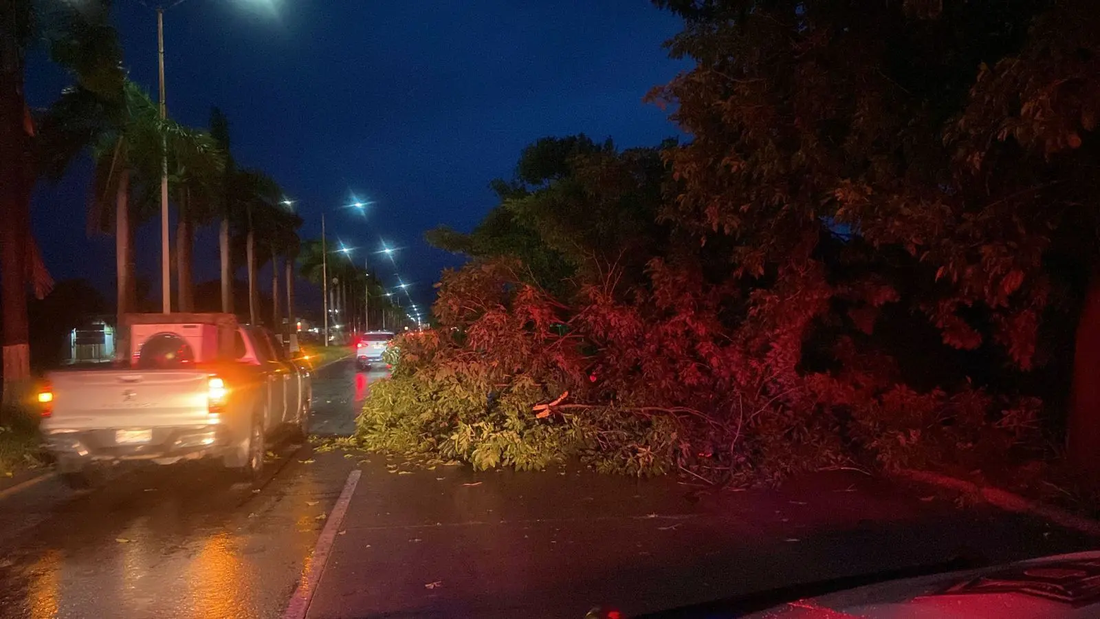 Árbol caído a mitad de la carretera en Bahía de Banderas