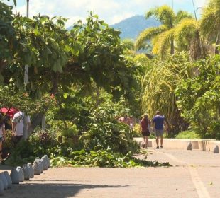 Árbol tirado sobre el área del malecón de Vallarta