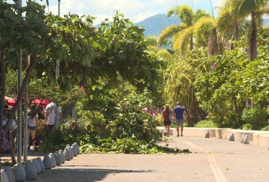 Árbol tirado sobre el área del malecón de Vallarta