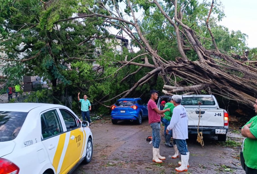 Calle bloqueada con enorme árbol