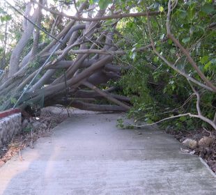 Enorme árbol cae y daña infraestructura