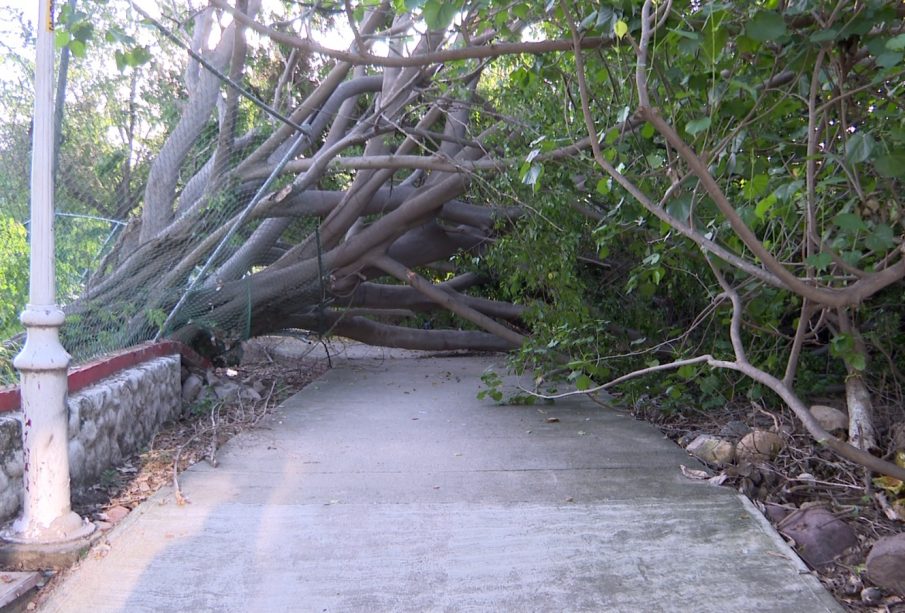 Enorme árbol cae y daña infraestructura