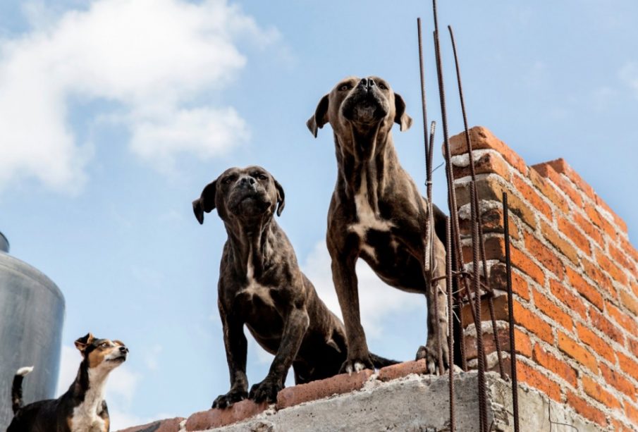 Perros en a azotea