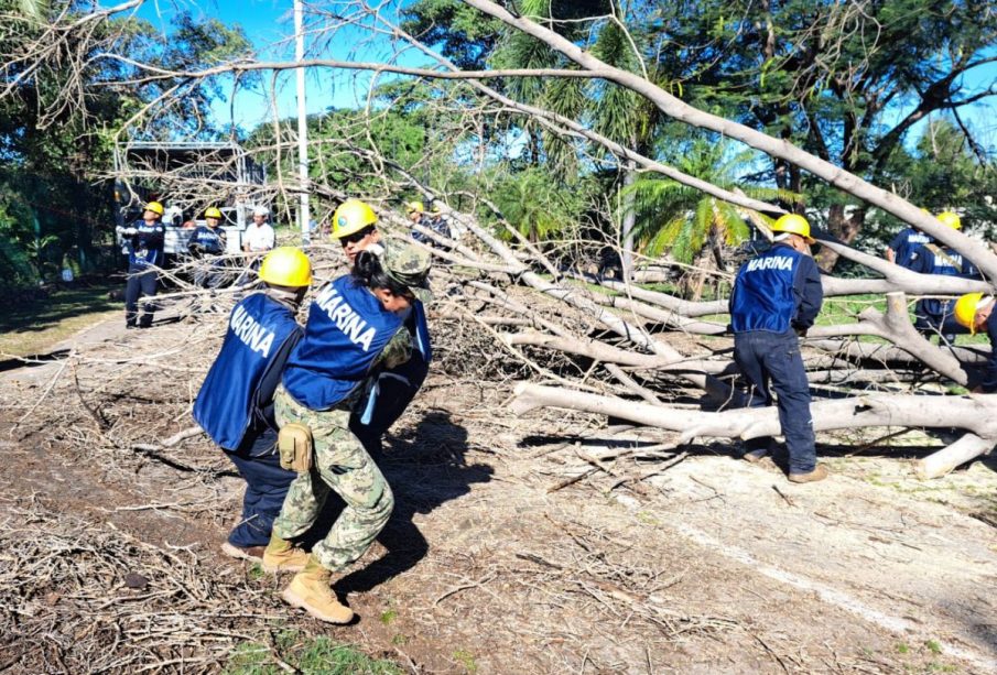 Personal de la SEMAR cortando árboles del Parque Lineal