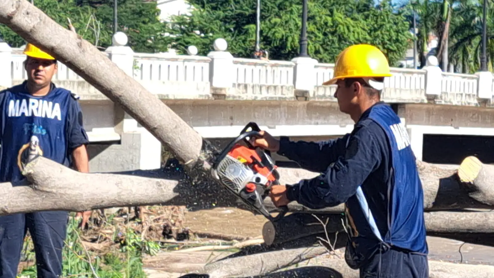 Personal de la SEMAR podando un árbol