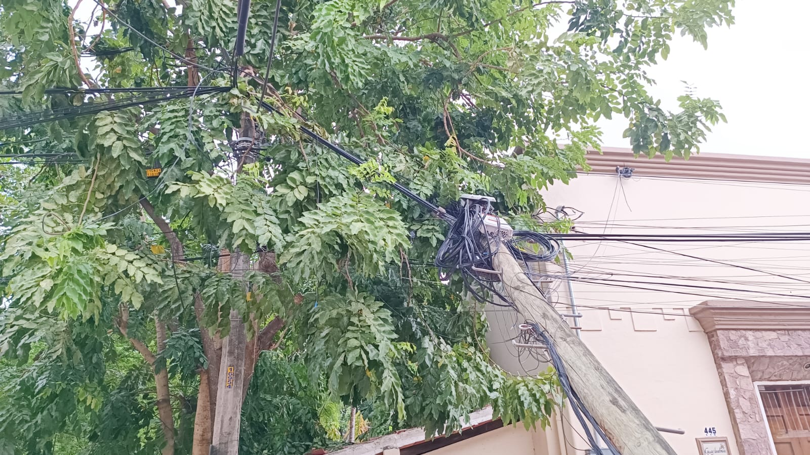 Poste atravesado en árbol de la colonia Emiliano Zapata