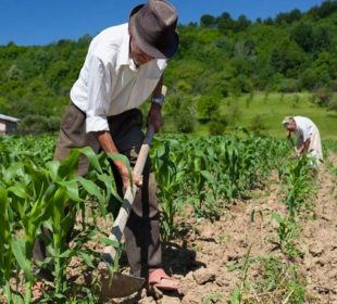 Relevo generacional en la agricultura