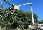 Trabajador retirando ramas que afectan cables de luz