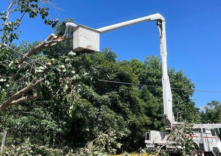 Trabajador retirando ramas que afectan cables de luz