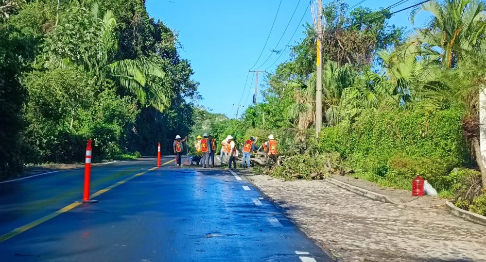 Trabajadores retirando rama de carretera